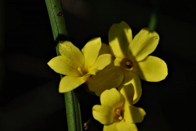 Jasminum nudiflorum - jasmín nahokvětý - detail květu